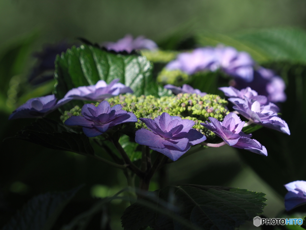 紫陽花23-①