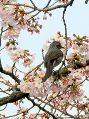 春ヒヨドリ08