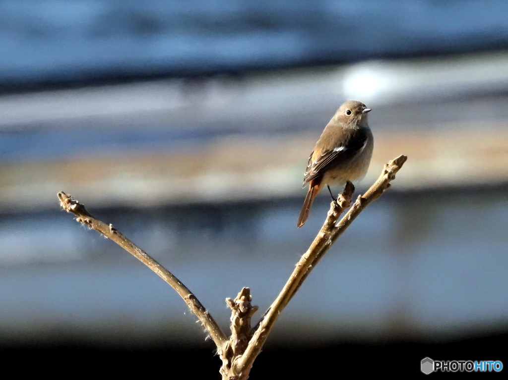 ジョウビタキ367