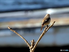 ジョウビタキ367