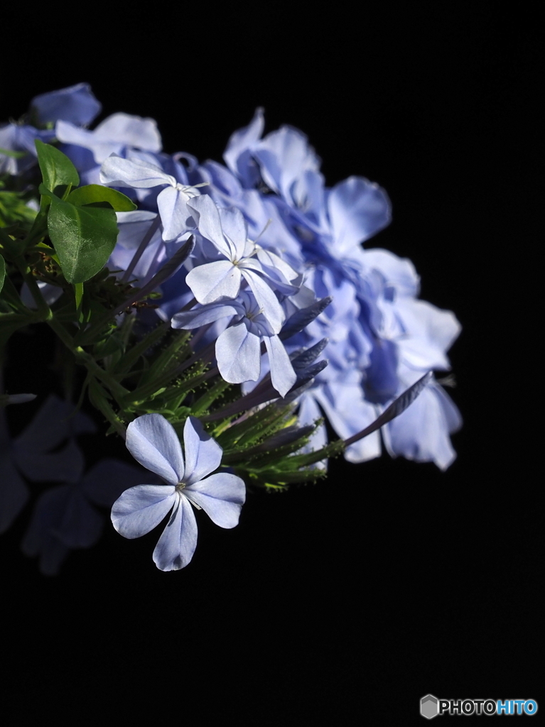 ルリマツリ23-①