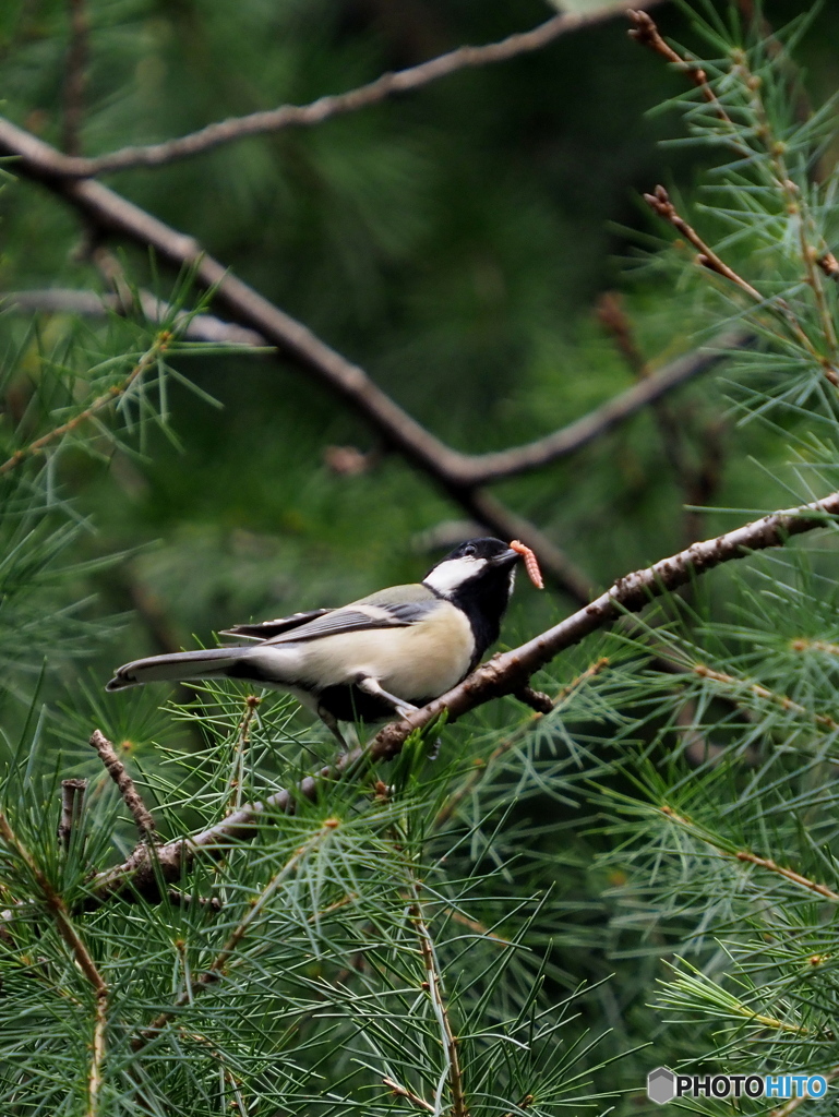 シジュウカラ259