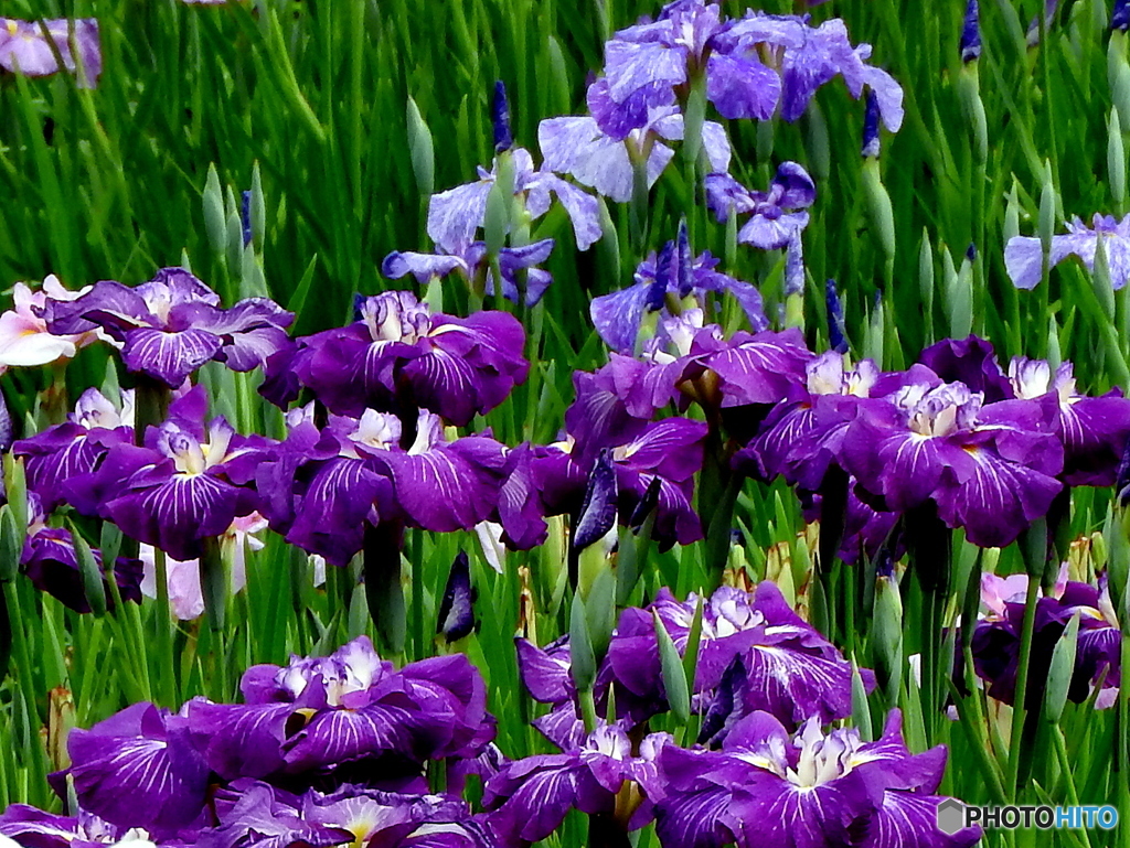 花菖蒲02