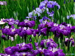 花菖蒲02