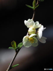 木瓜23-①