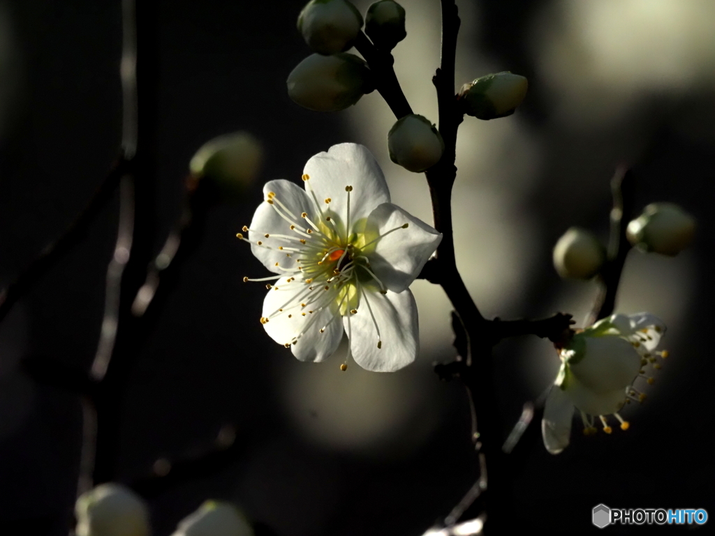 白梅26-③