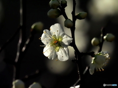 白梅26-③