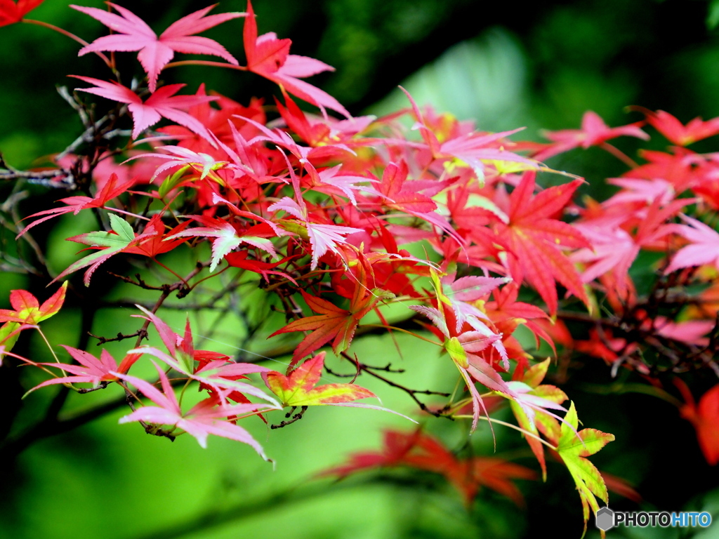 紅葉22-①