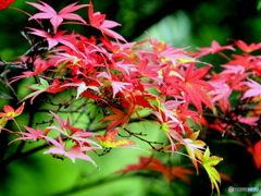 紅葉22-①