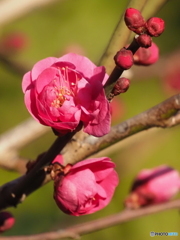 紅梅26-⑤