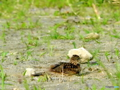ヒバリ19