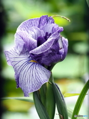 花菖蒲24-③