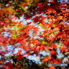 紅葉19-12