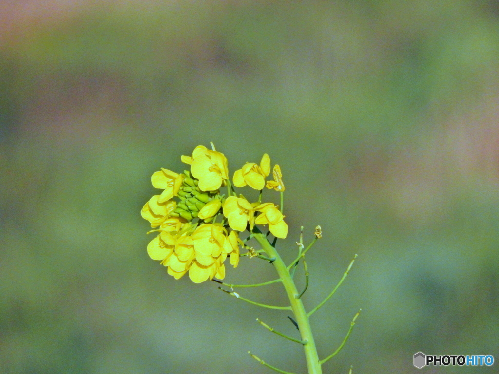 土手の花