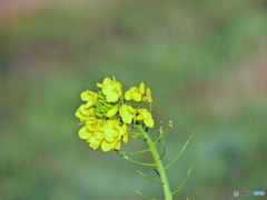 土手の花
