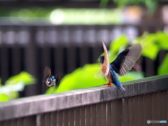 カワセミ534