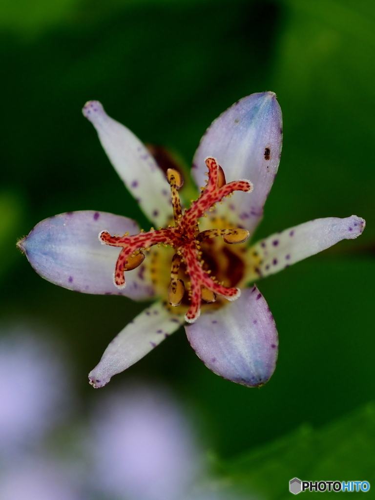 ホトトギス21-①