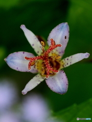 ホトトギス21-①