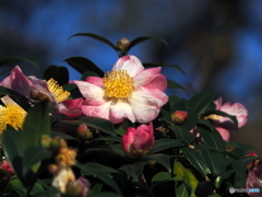 山茶花22-①