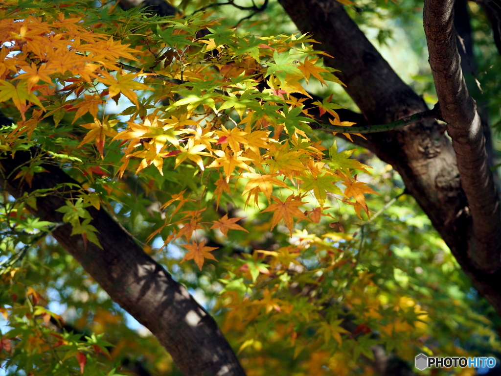 紅葉20-13