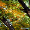 紅葉20-13