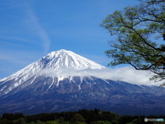 今朝の富士山