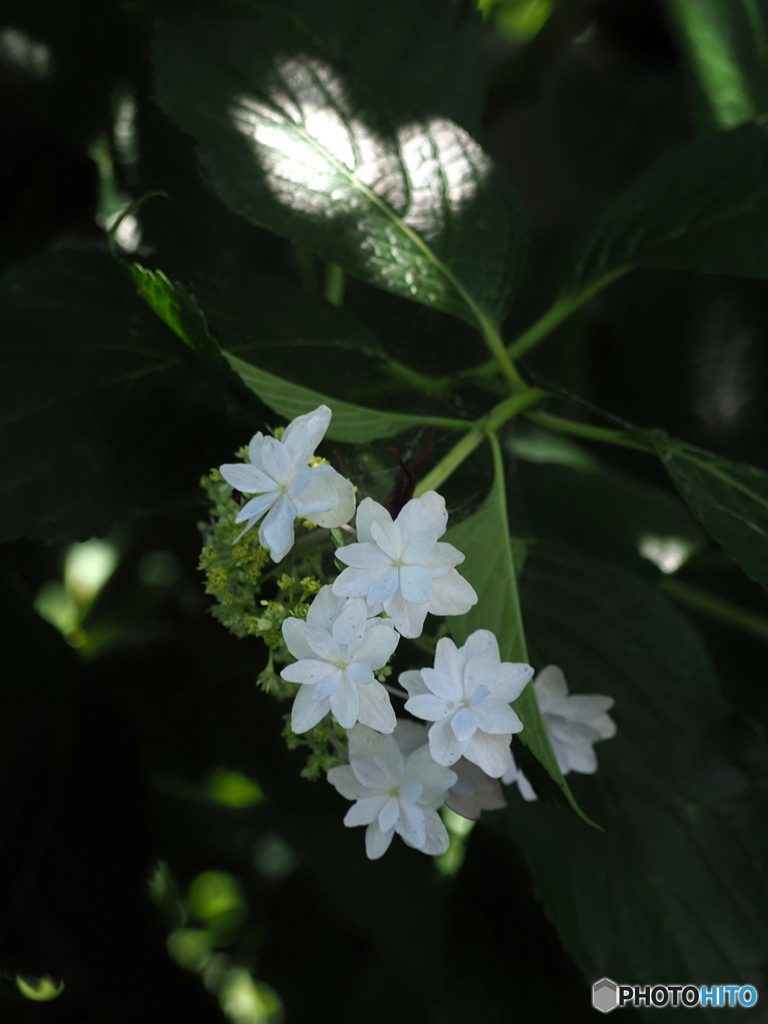 紫陽花24-21