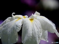 花菖蒲14