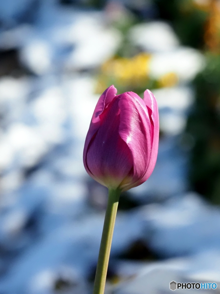 チューリップ26-②