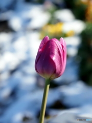 チューリップ26-②