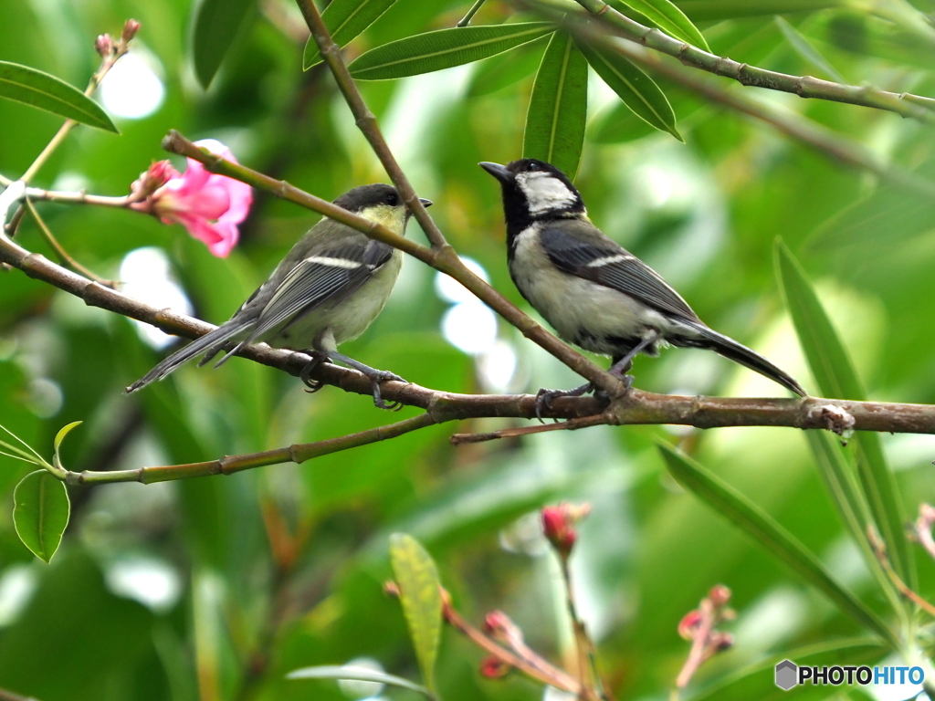 シジュウカラ328