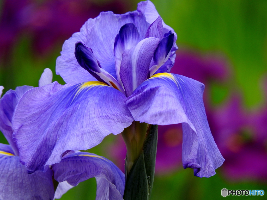 花菖蒲04