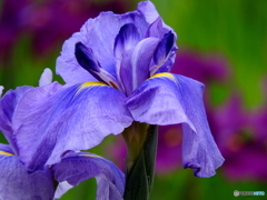 花菖蒲04