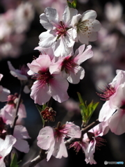 アーモンド23-①