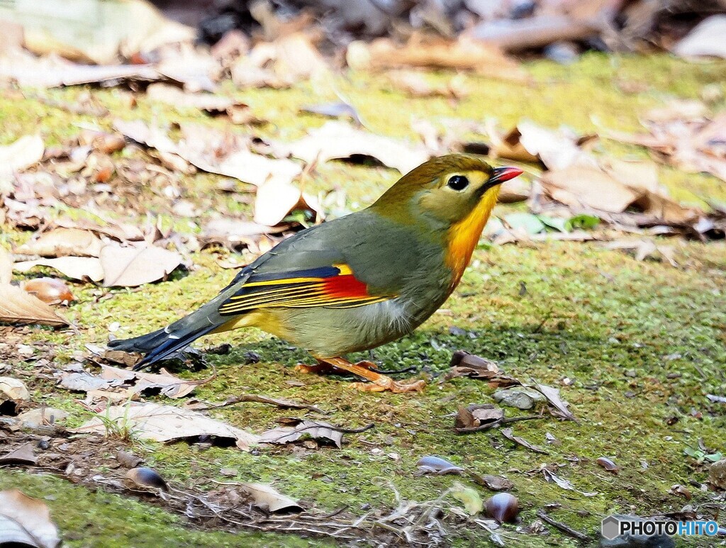 ソウシチョウ02