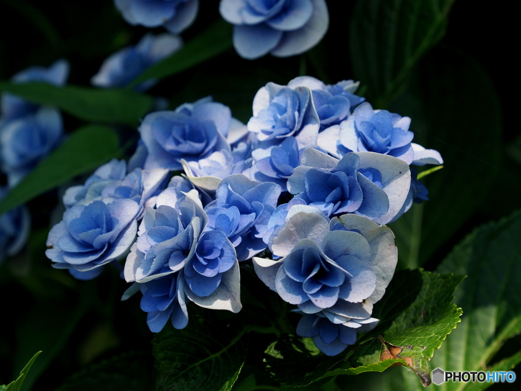 紫陽花22-13