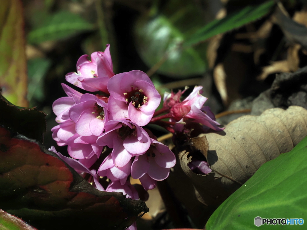 ヒマラヤユキノシタ24-①