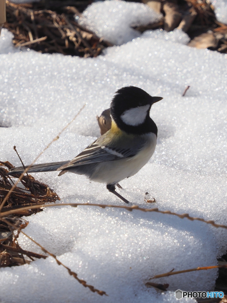 シジュウカラ275
