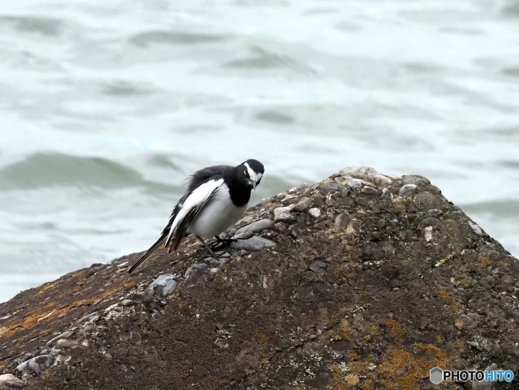 セグロセキレイ156