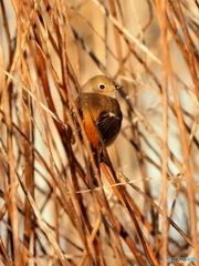 ジョウビタキ378