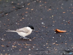 ハシブトガラ01