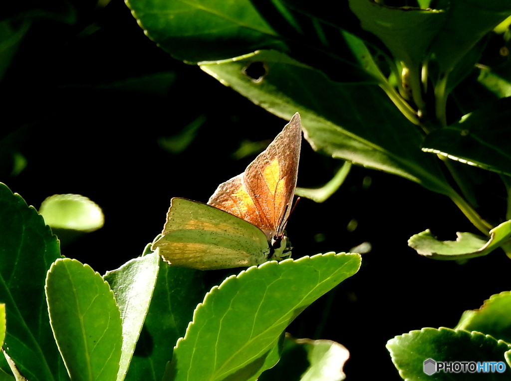 ウラギンシジミ18-②