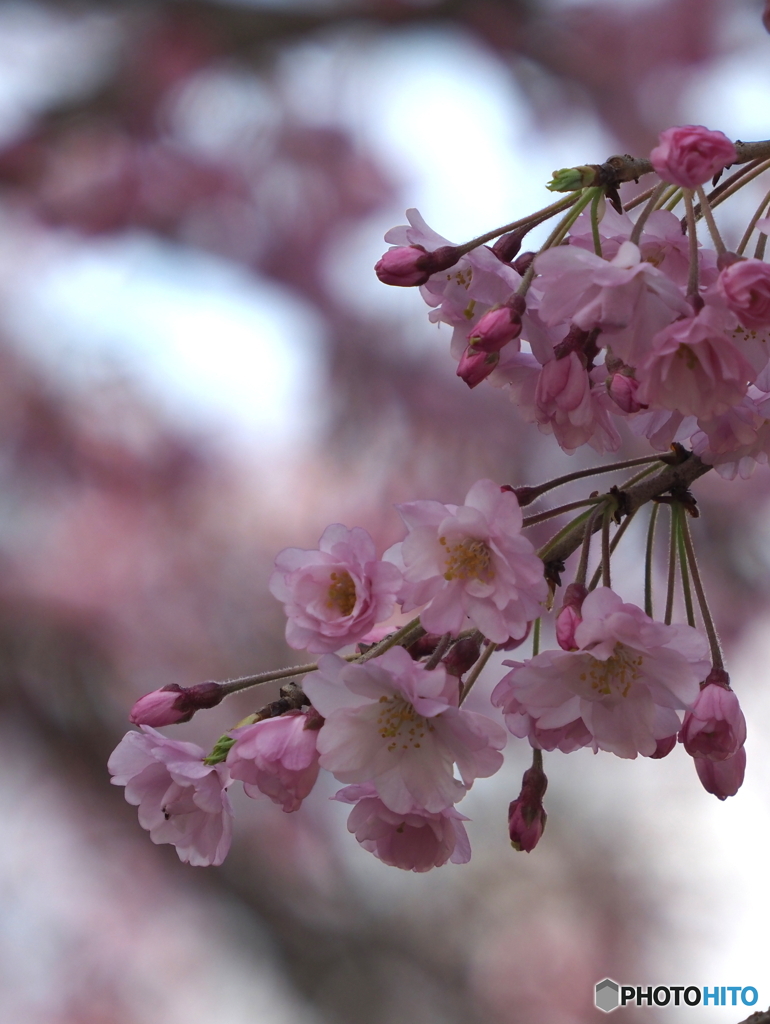 枝垂桜22-①