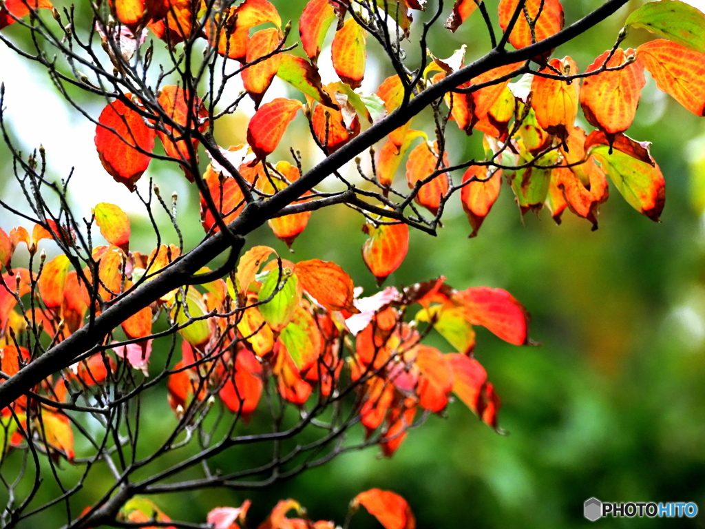 紅葉24-①