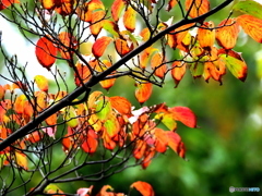 紅葉24-①