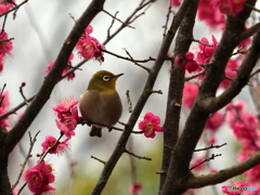 春メジロ175