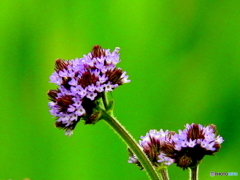 野辺の花