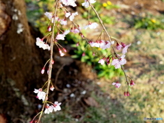 枝垂桜24-②