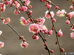 紅梅20-③