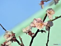 残り梅01